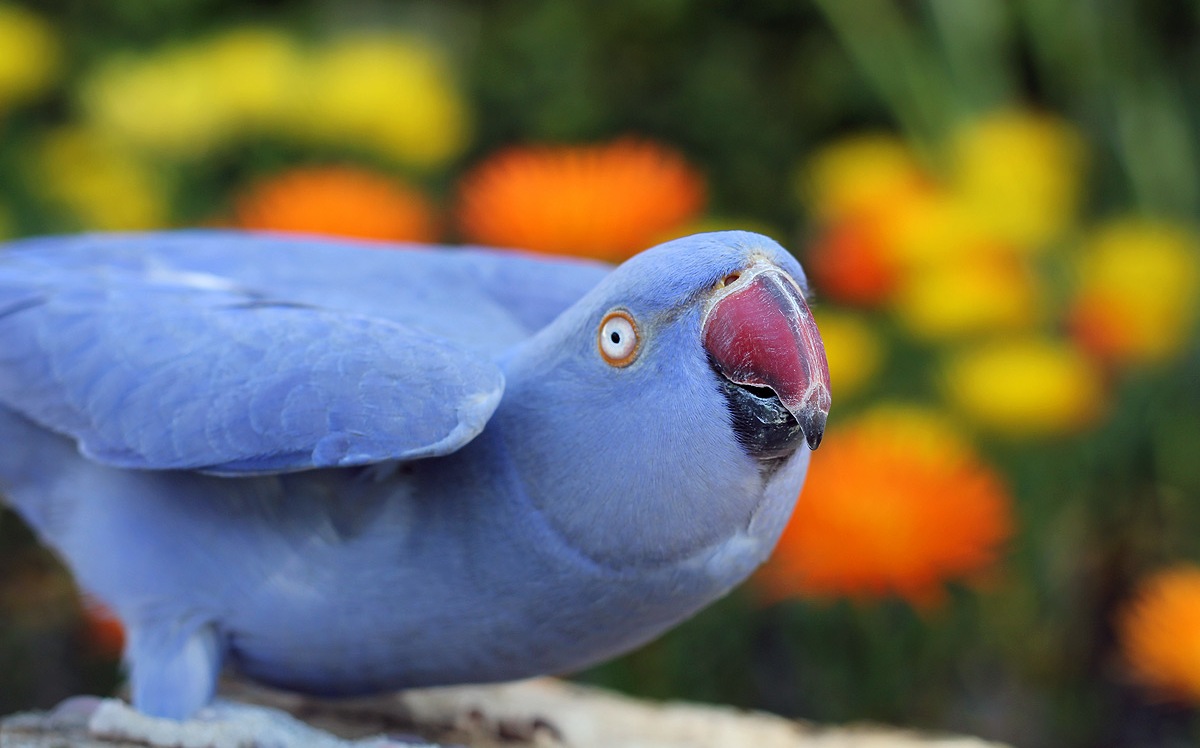 indian ringneck